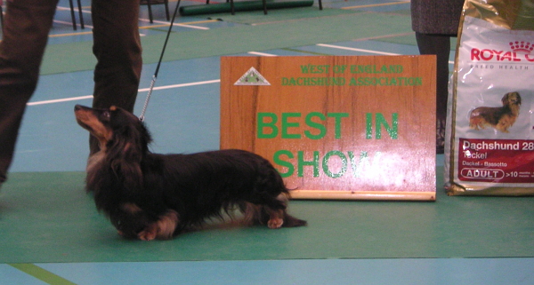 Best In Show