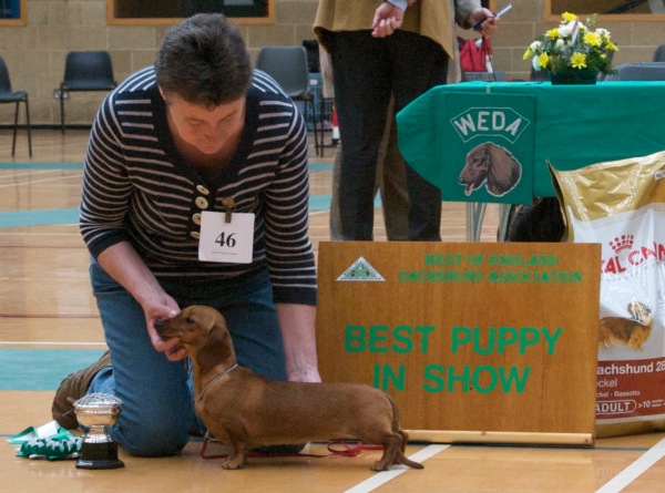 Best puppy in show