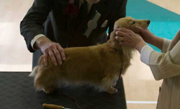 Best Veteran In Show