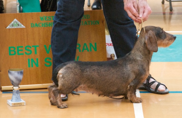 Best Veteran in Show