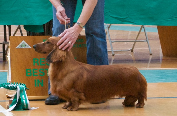 Res.Best Puppy In Show